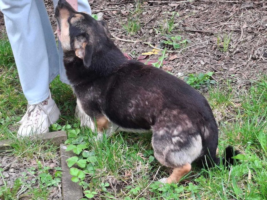 Mały młody Mikuś szuka domu