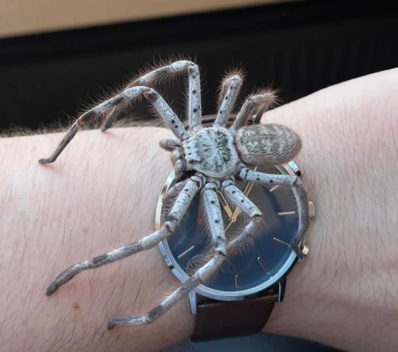 Holconia murrayensis L8 samica