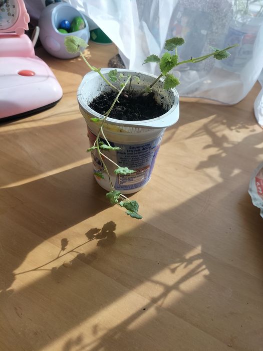 Вьющая глоксиния или лофоспермум