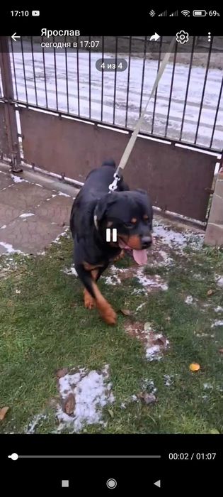 Ротвейлер 2 роки