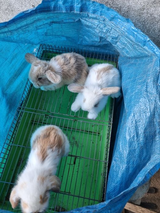 Kit coelhos anoes mini lop, mini holandes e toys na minha criacao