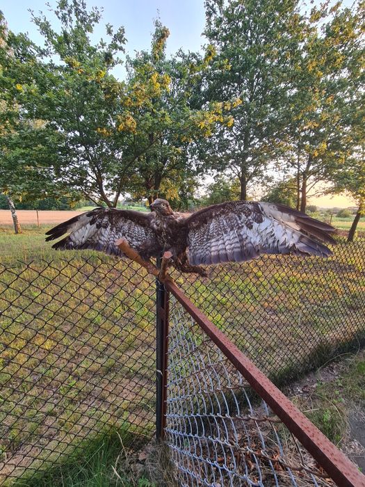 Ptak wypchany/spreparowany