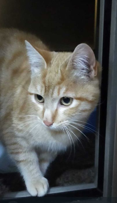 Gatinho para adopção responsável