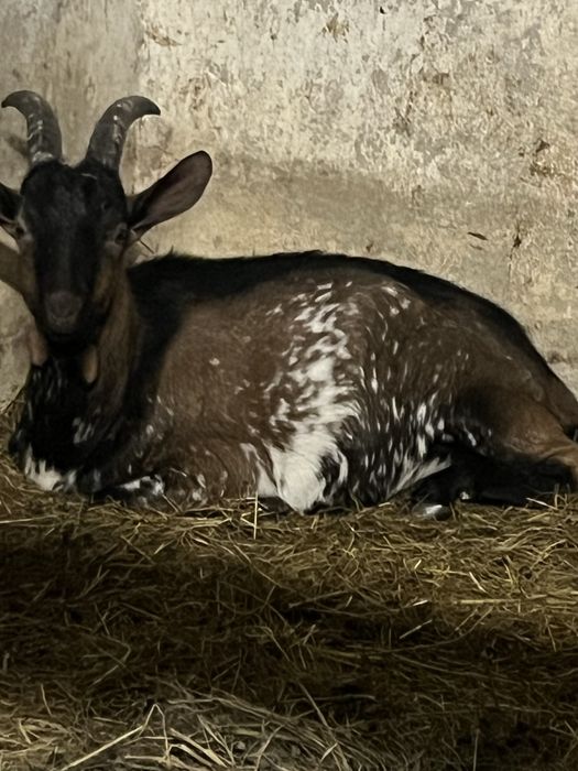 Sprzedam koziolka po mlecznej matce