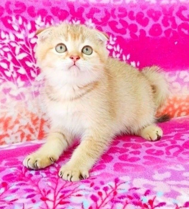 Золота шиншила Чудо хлопчик фолдик