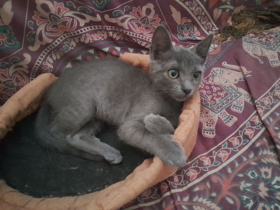 Gatinha Azul miniatura cinzenta