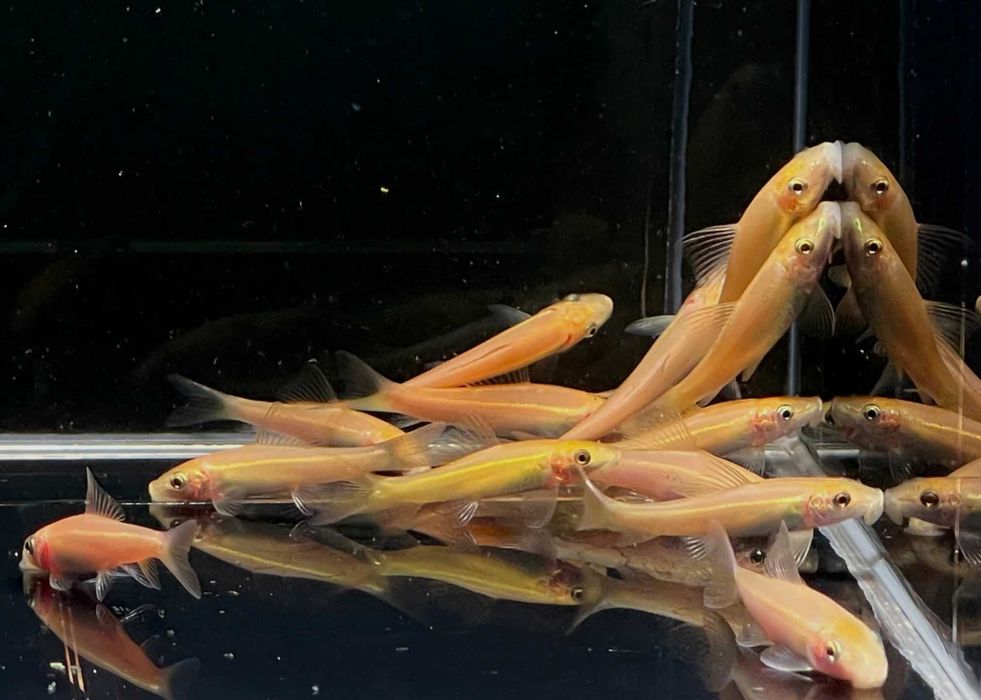 Glonojad syjamski odmiana ZŁOTA - Gyrinocheilus aymonieri - dowozimy