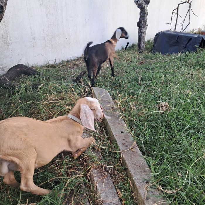 Cabras anglonubianas