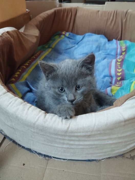 Отдам котят бесплатно