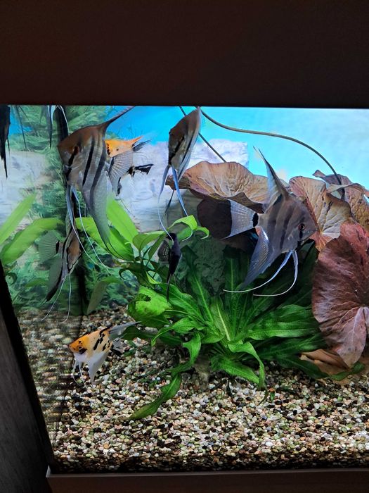 Skalary11 szt.duze i zdrowe.