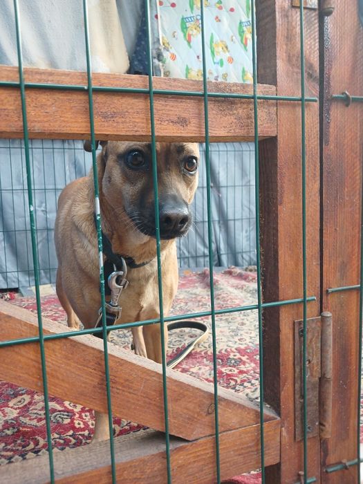 Симочка ищет дом