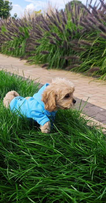 **Cavapoo**cudowny chłopiec!