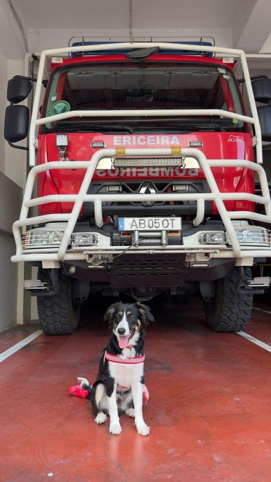 Caezinhos de 1 ano e 7 meses para adoção conjunta