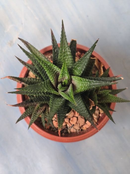 Хавортія haworthia limifolia доросла з дітками, сукулент у горщику