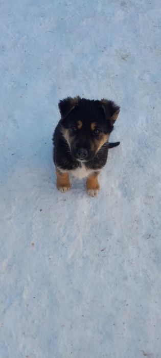 Цуценя німецької овчарки в гарні люблячі руки!!!