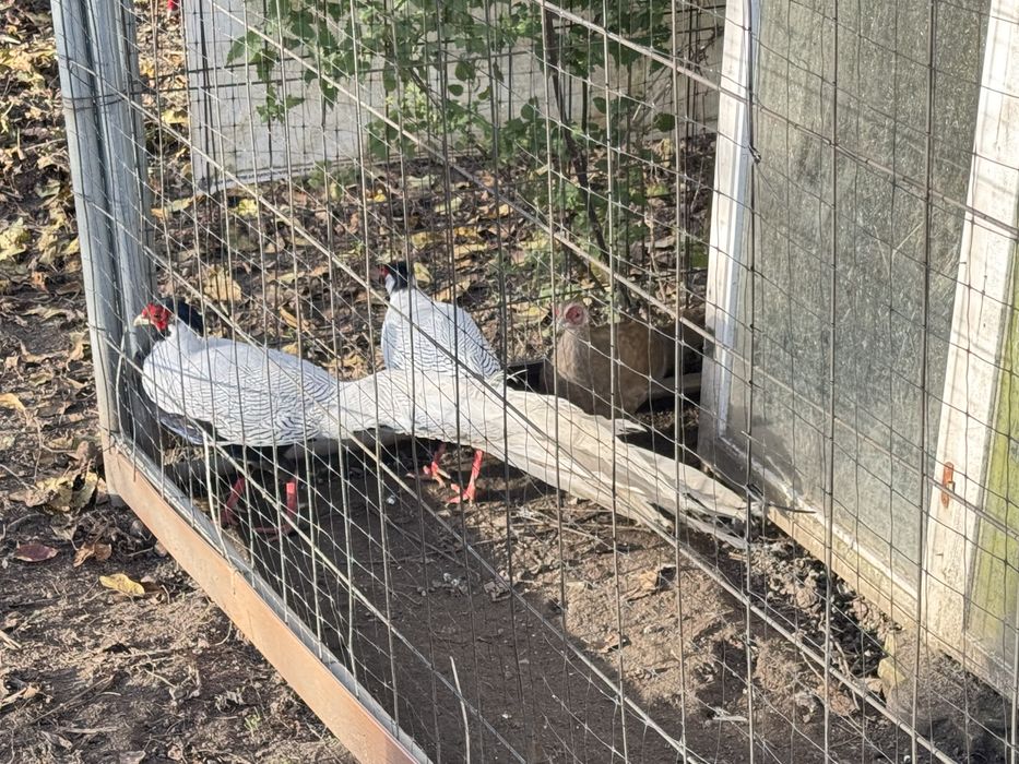 Bażant srebrny kury koguty lęgowe