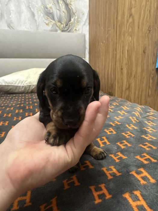 Такса Стандартна