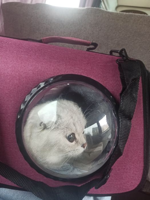 Терміново продам дорослу шиншилову кицю