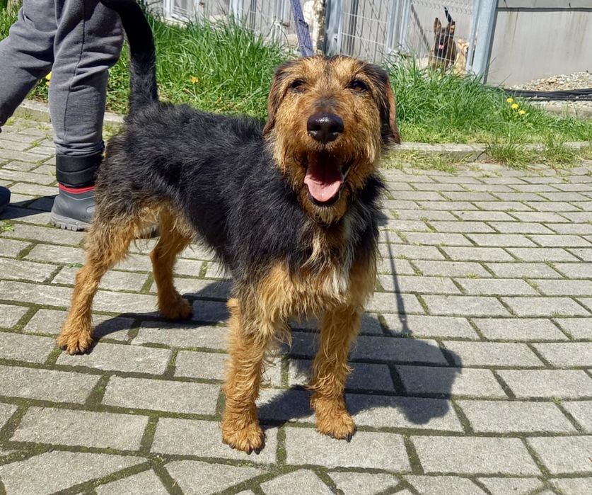 Vasco w typie terriera szuka domu