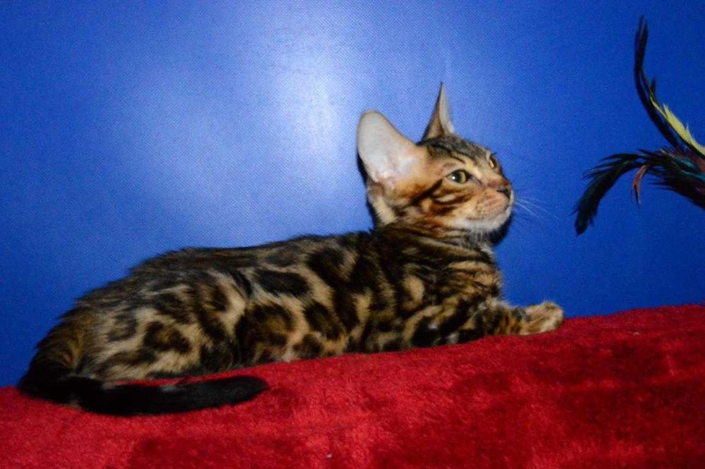 Акция. Очень яркий котенок. Питомник.Доставка