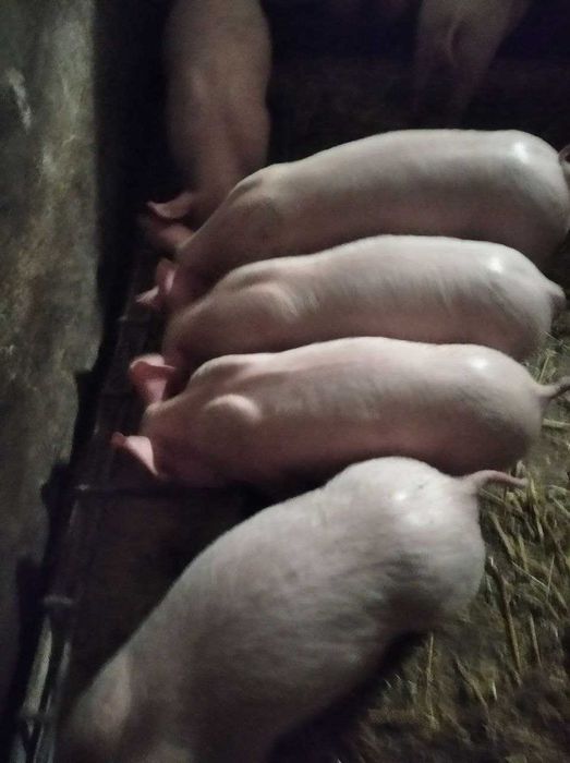 продам поросята.