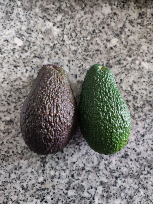 Abacates biológicos