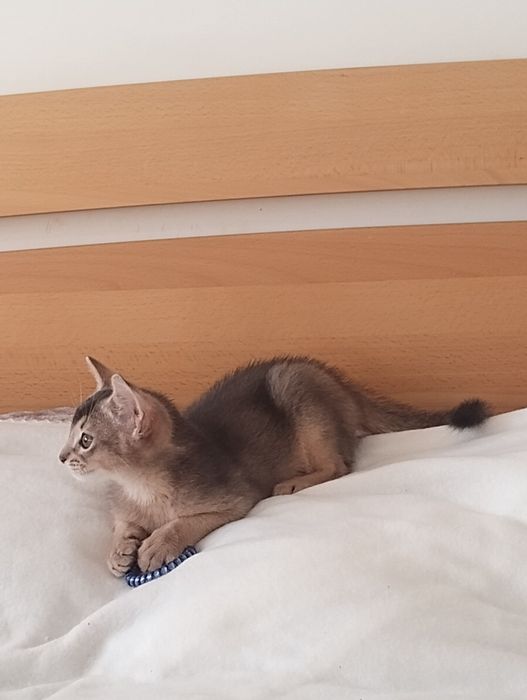 Абісинський хлопчик з документами