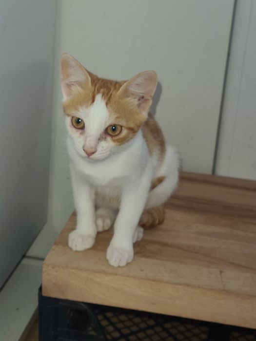 Отдам котёнка  в хорошие руки