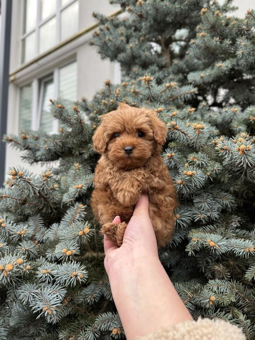 Мальтіпу Ф1/Ф2 мікро, міні, стандарт!