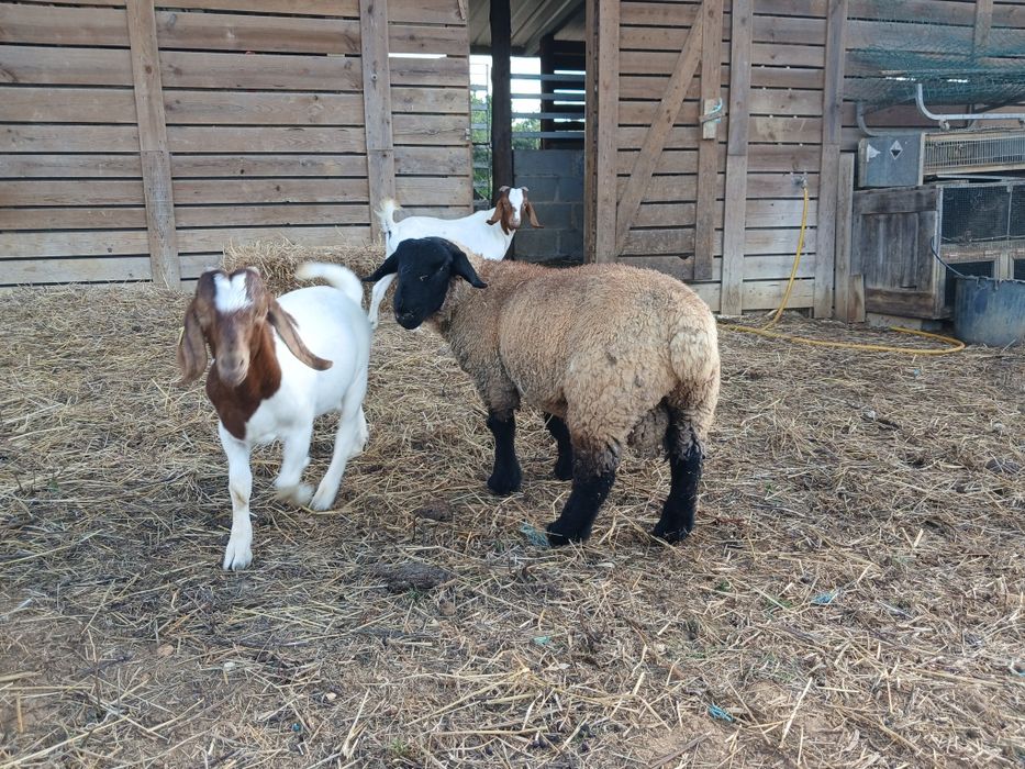 Vendo Borrego Suffolk