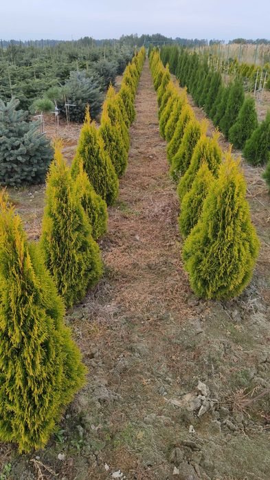 Tuja Szmaragd Gold , Janed Gold 110-150cm    PIĘKNE , Duży wybór