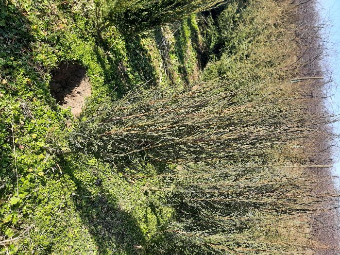 Jałowiec spartan  blue arrow 160cm.33zł.