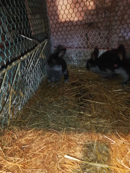 sprzedam króliki wjs