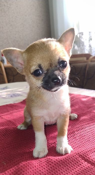 Ratlerek Suczka Piaskowa