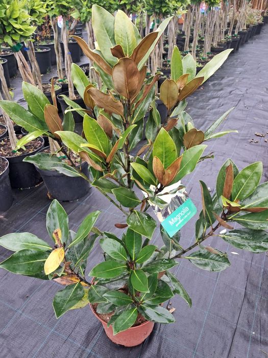 Magnolia zimozielona grandiflora Little Gem