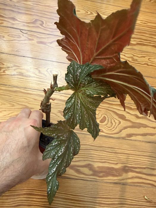Begonia Diadema e carolina lucerna
