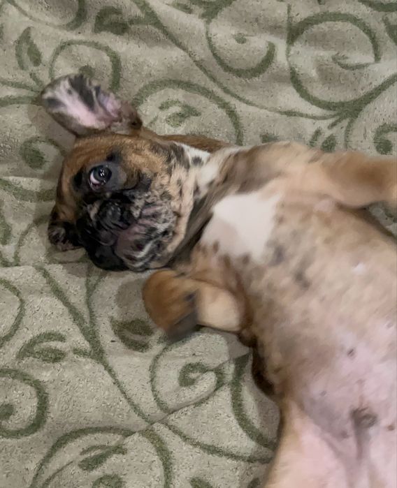 Фрацуский бульдог мерле