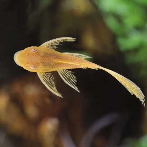 MISIEKZOO Na glony - Zbrojnik Weloniasty