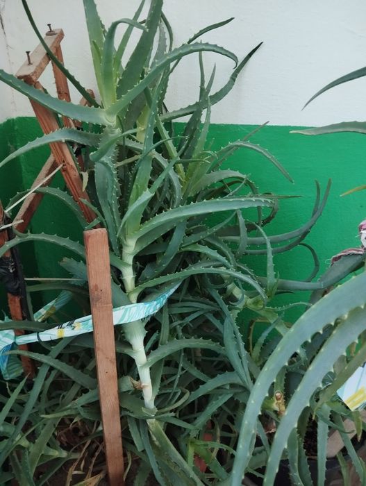 Вазон лікарський алоє