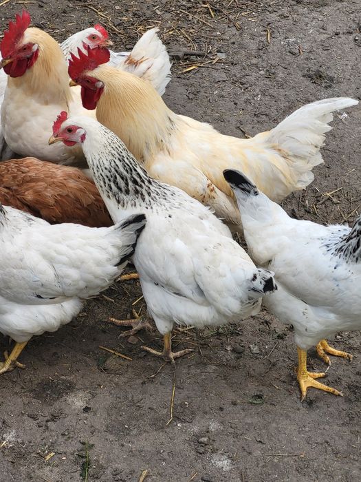 Jaja konsumpcyjne od kur z wolnego wybiegu