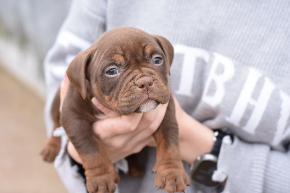 American bully pocket
