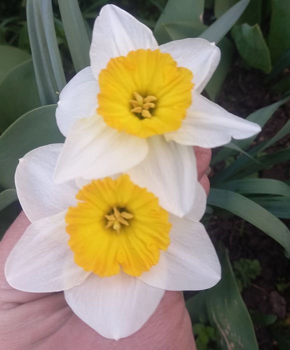 Нарцис зі свого саду