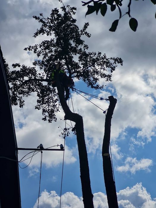 Зрізка зрізання кронування обрізання  дерев