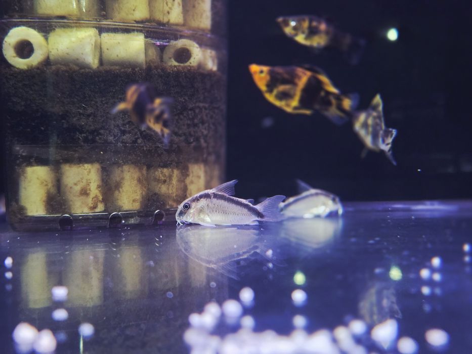 Kirys/ kirysek strumieniowy (Corydoras arcuatus)