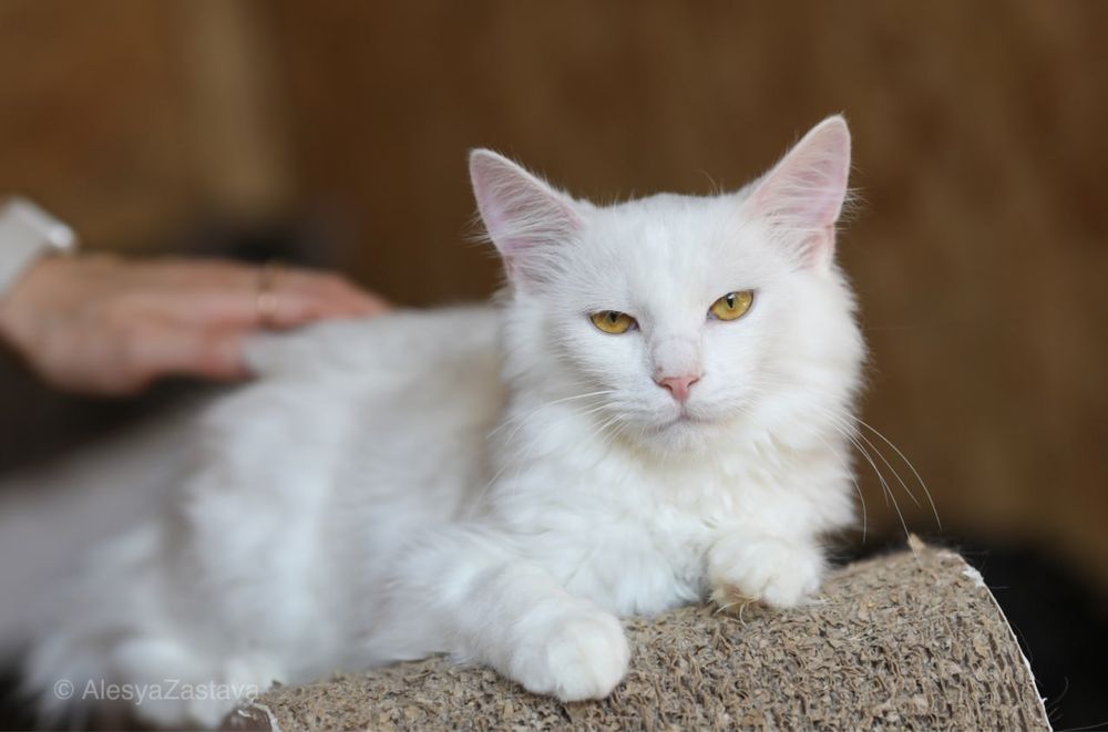 Монблан, славный белый котенок 9 мес