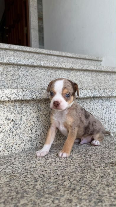 Chihuahua cor merle