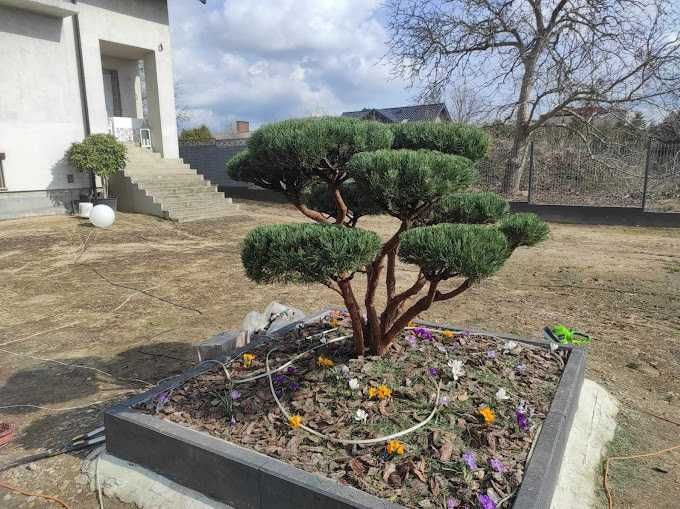 Usługi ogrodnicze, Przycinanie, formowanie, koszenie traw