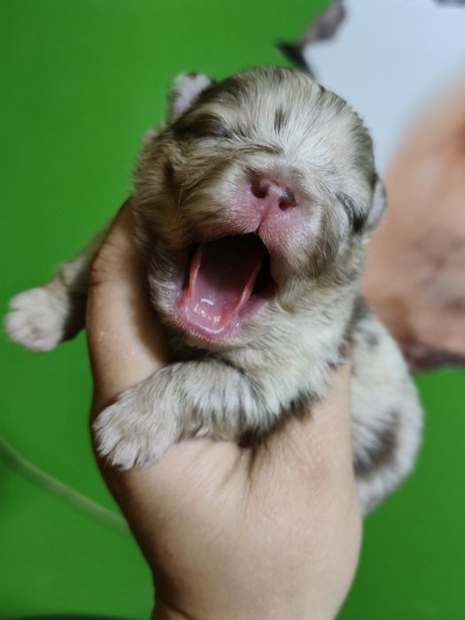 Spitz alemão menino