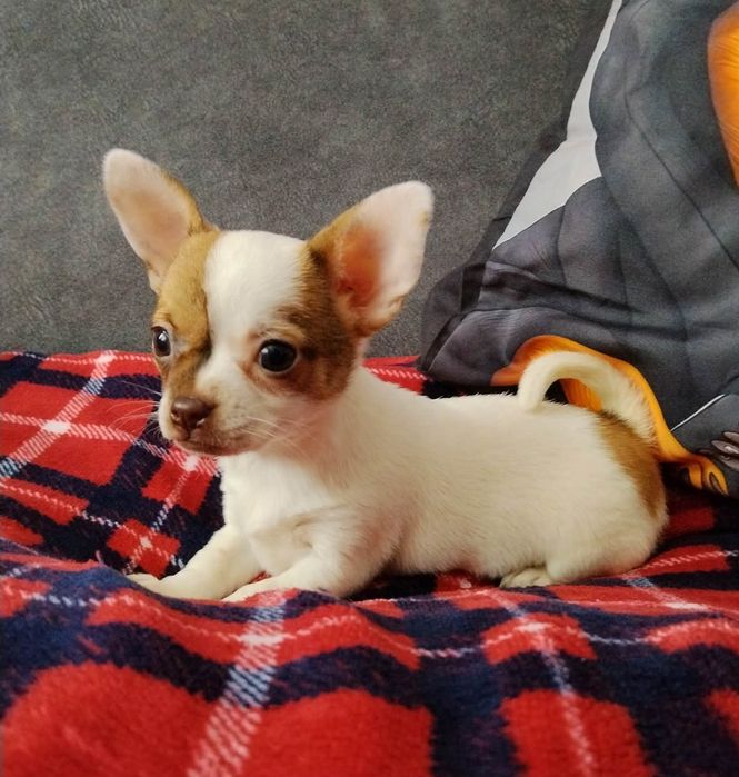 Chihuahua miniaturowa sunia