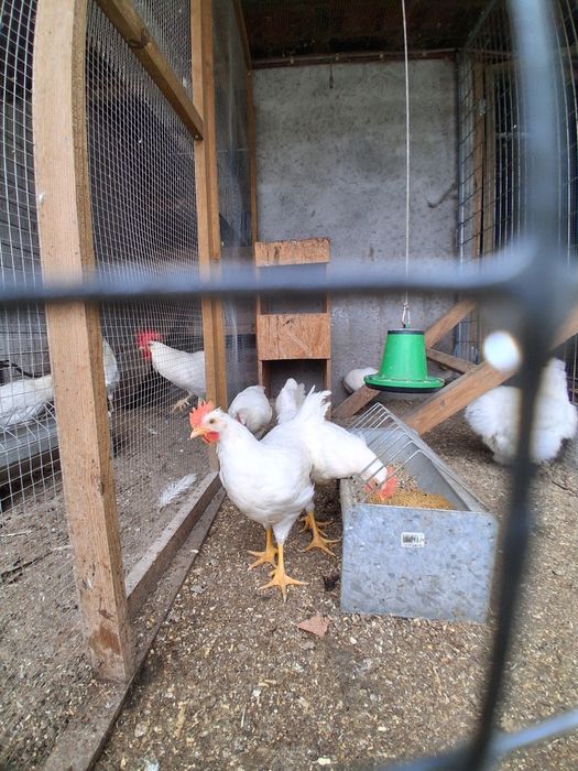 Frangos  leghorn White